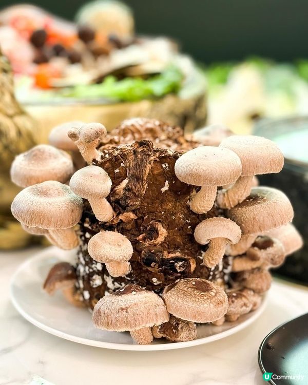 深圳必食！野生菌菇土雞鍋🍲