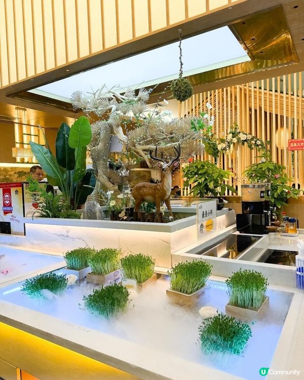 深圳必食！野生菌菇土雞鍋🍲