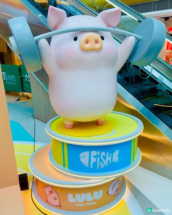 🐷 馬鞍山見證5.5高露露豬！ 🏆