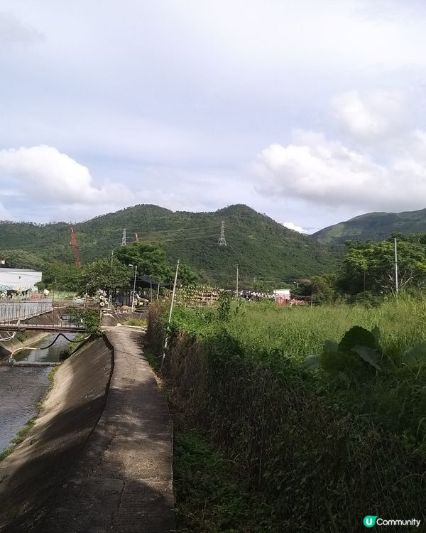 大大太陽花田