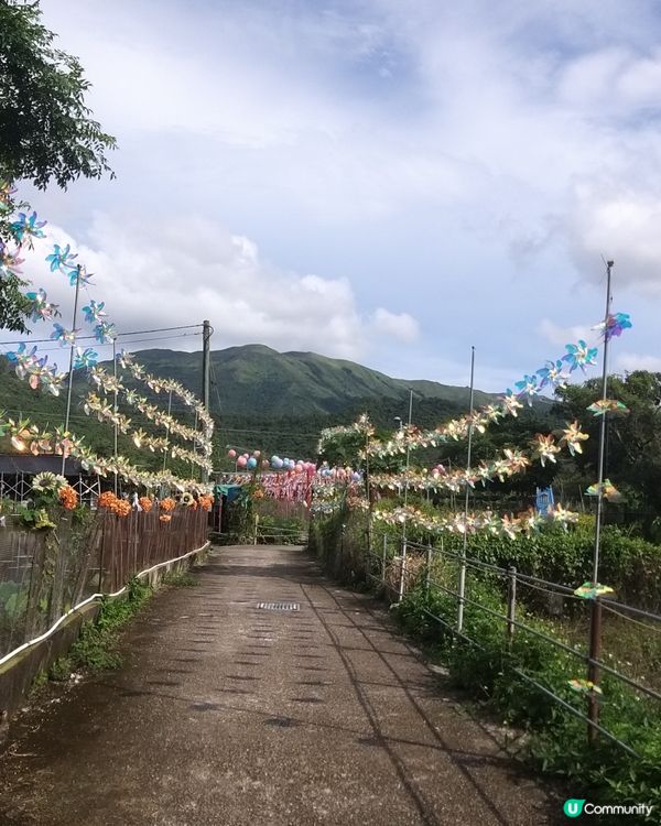 大大太陽花田