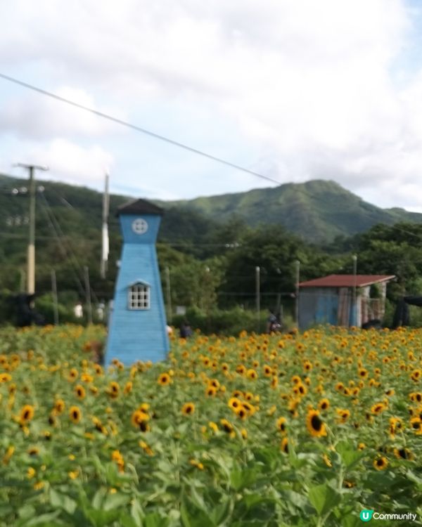 大大太陽花田