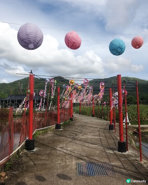 大大太陽花田