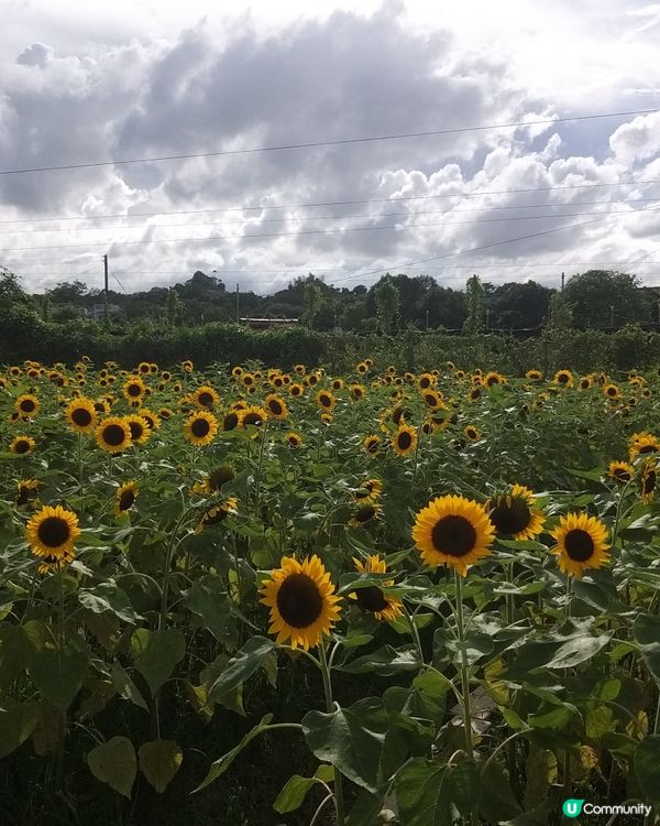 大大太陽花田