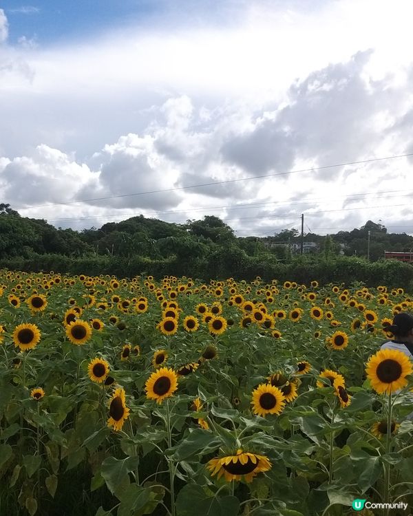 大大太陽花田