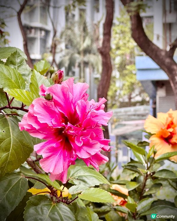 元州街?屋?裡面有好美麗可以打卡?花花拱橋，每一年差唔多春夏...