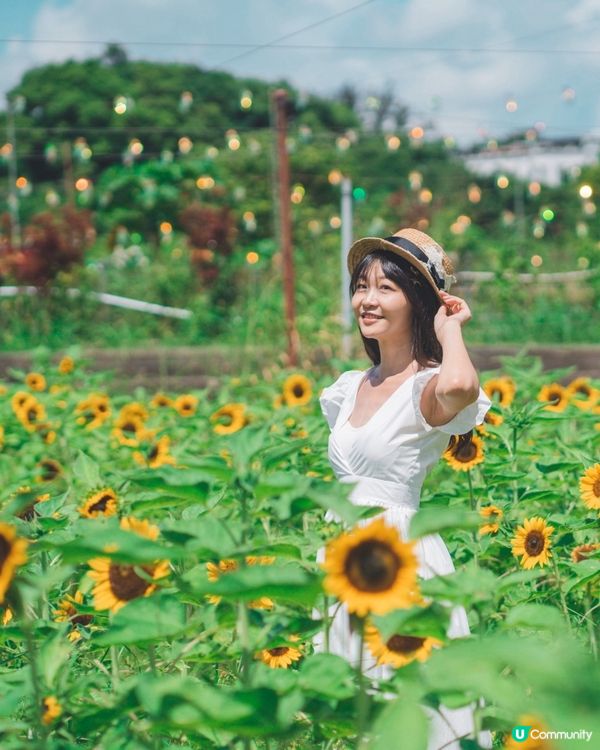 🌻☀️陽光燦爛，信芯園打卡！