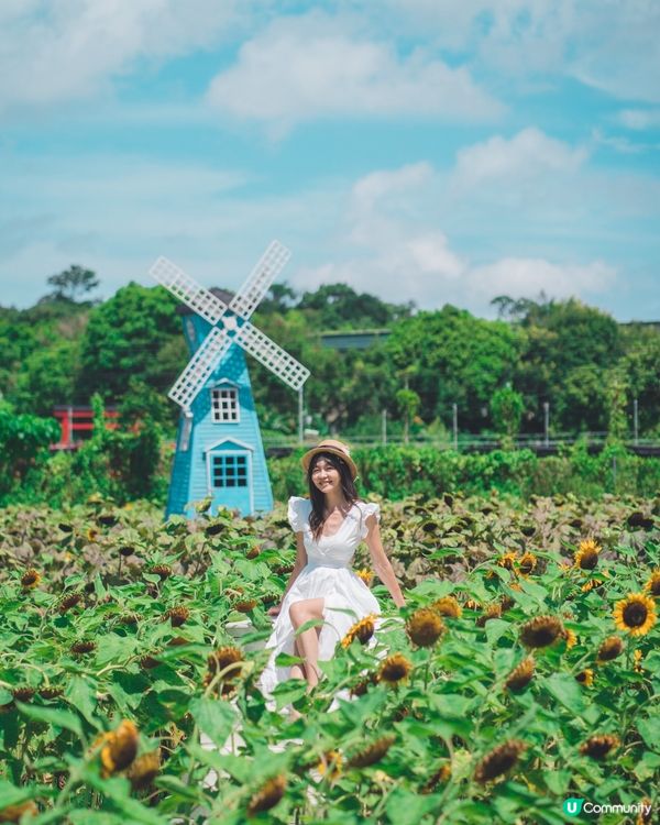🌻☀️陽光燦爛，信芯園打卡！