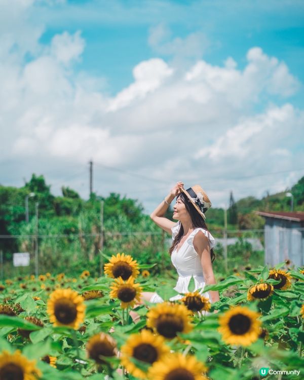 🌻☀️陽光燦爛，信芯園打卡！