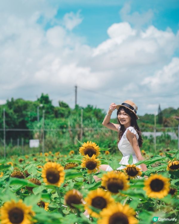 🌻☀️陽光燦爛，信芯園打卡！