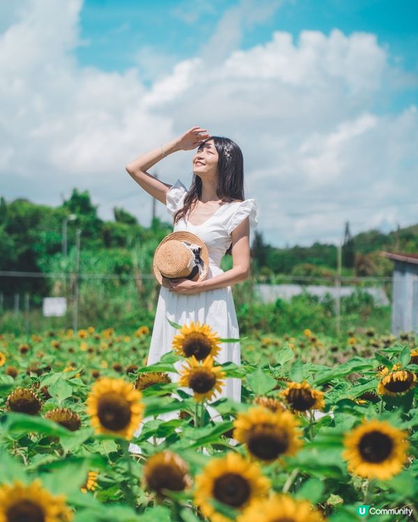 🌻☀️陽光燦爛，信芯園打卡！