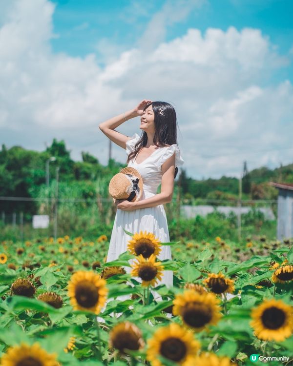 🌻☀️陽光燦爛，信芯園打卡！