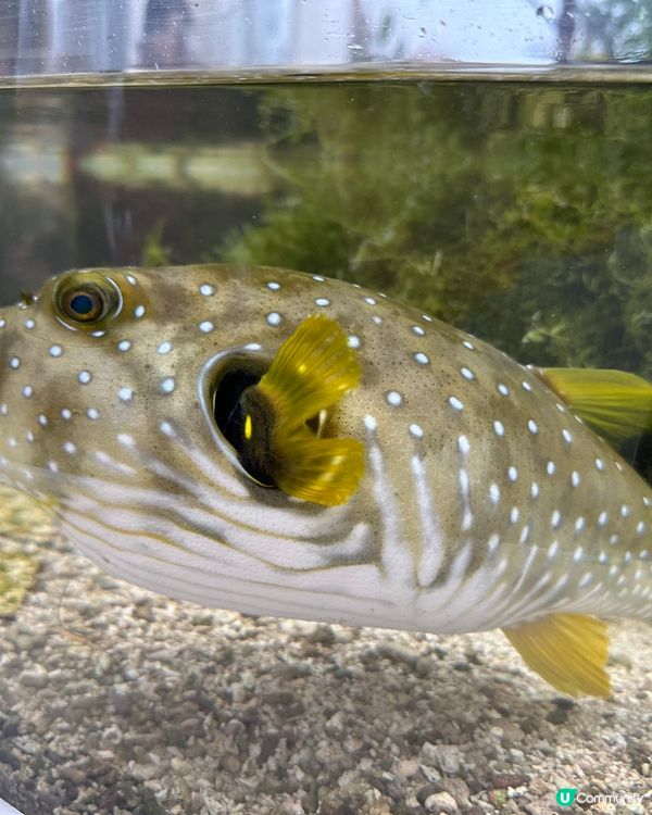 名古屋港水族館