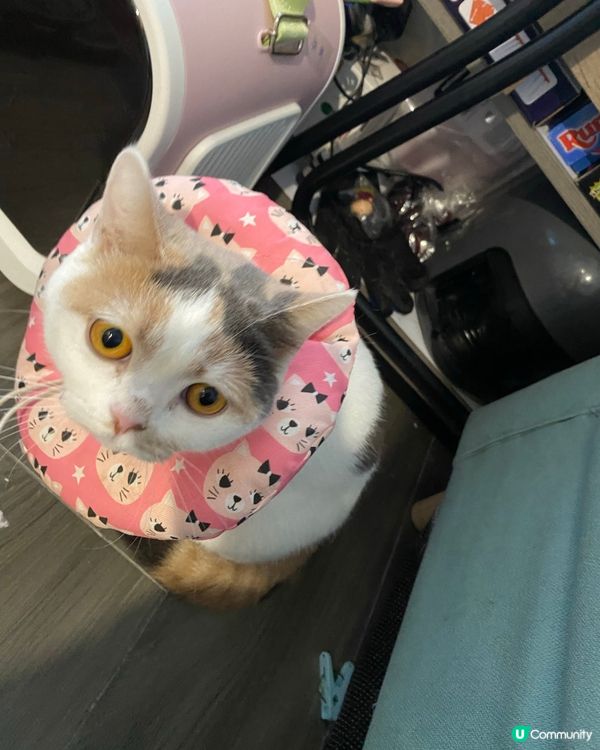 三花不單止在貓眼中靚，在人眼中都係非常可愛