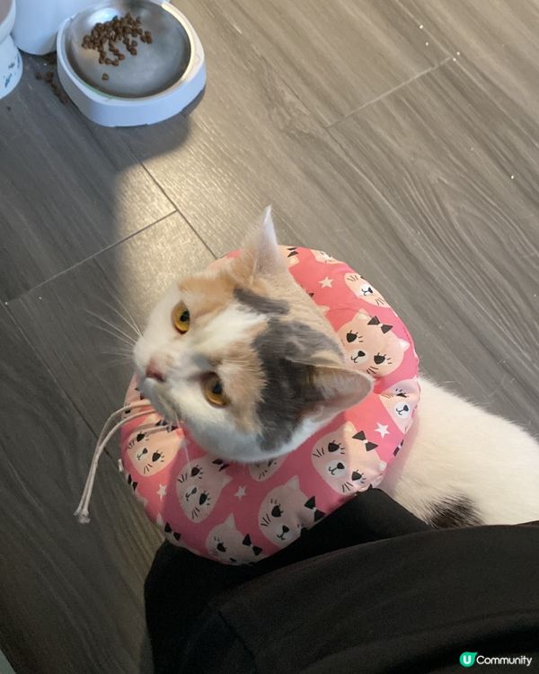 三花不單止在貓眼中靚，在人眼中都係非常可愛