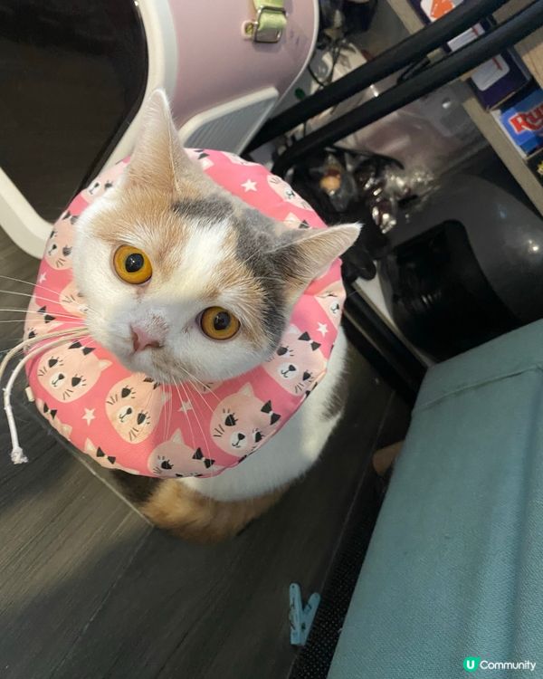 三花不單止在貓眼中靚，在人眼中都係非常可愛