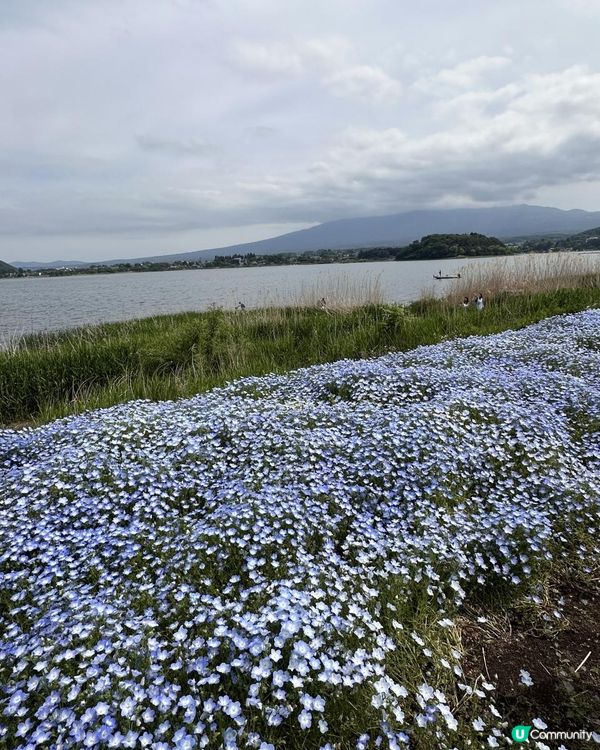 必去河口湖大石公園打卡