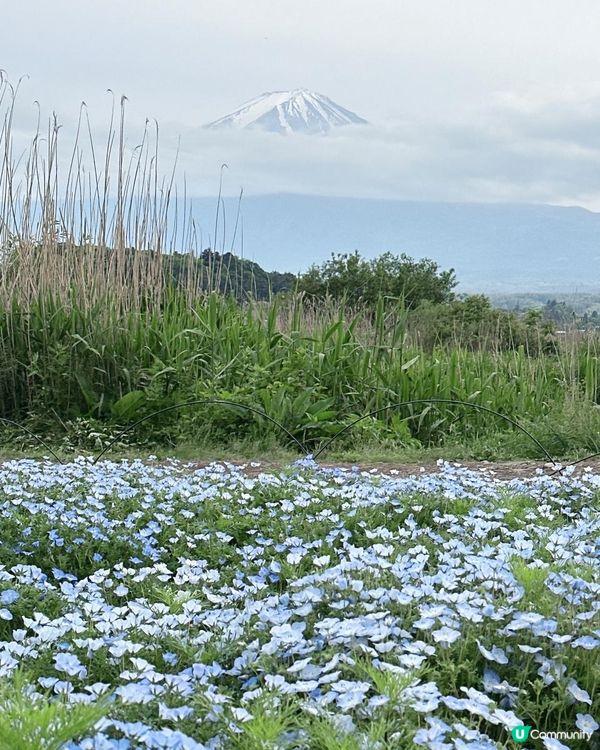 必去河口湖大石公園打卡