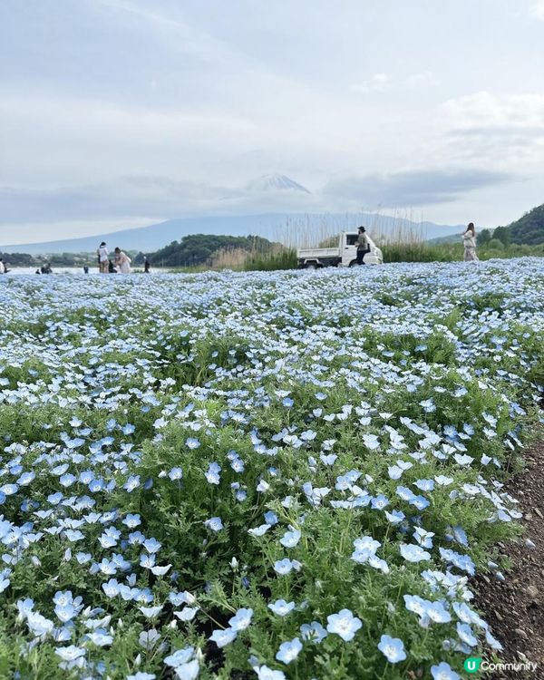 必去河口湖大石公園打卡