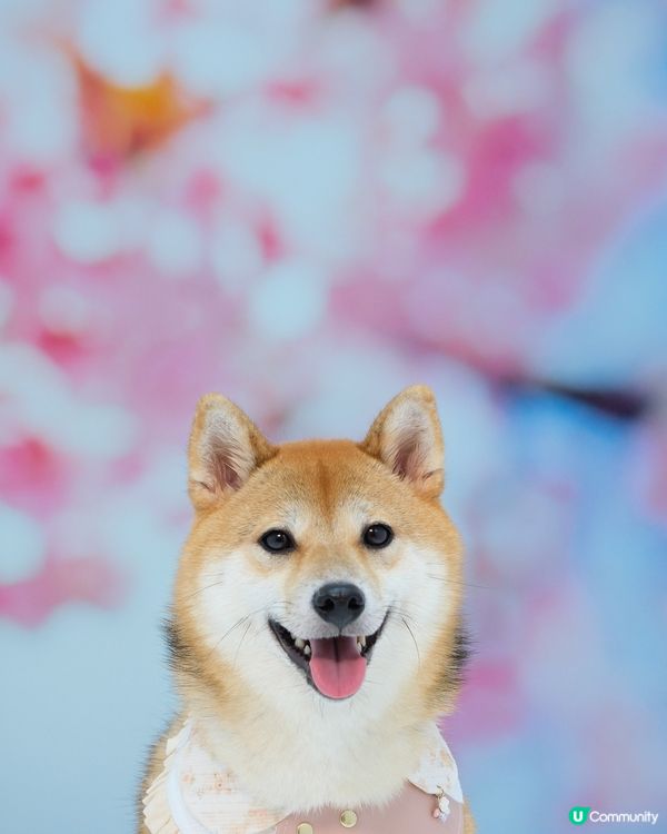 想話呢輯相299 真係好抵😂 #cp值高