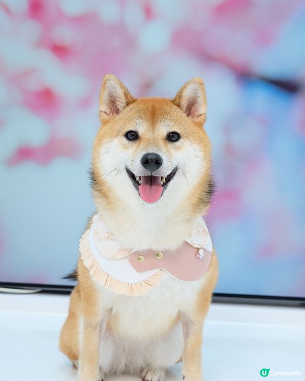 想話呢輯相299 真係好抵😂 #cp值高