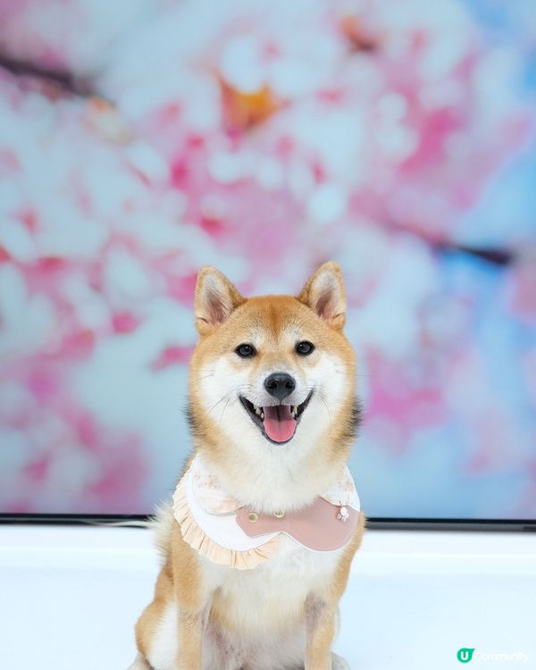 想話呢輯相299 真係好抵😂 #cp值高