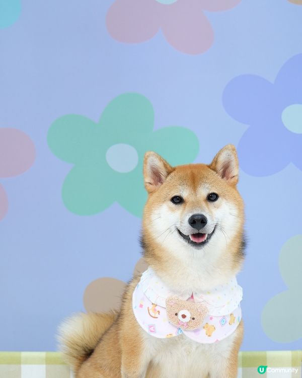 可愛小狗上線了🧸