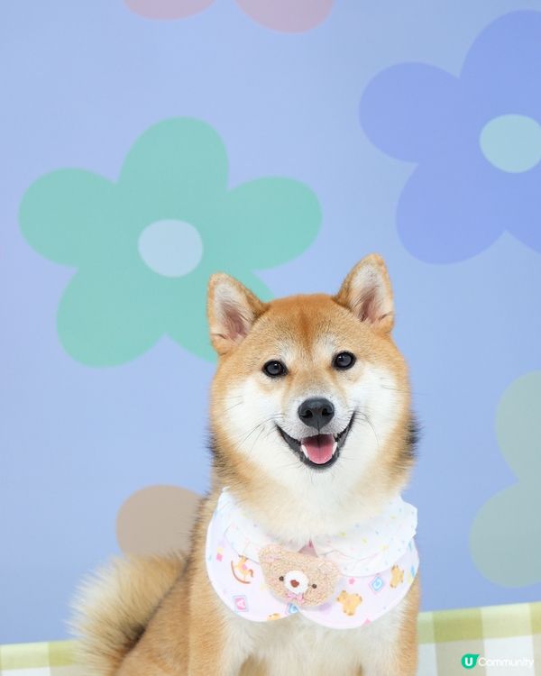 可愛小狗上線了🧸