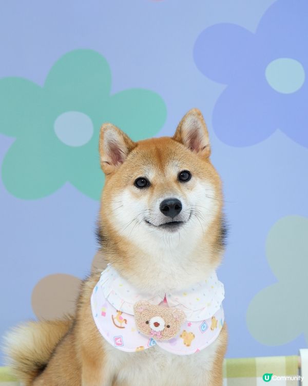 可愛小狗上線了🧸