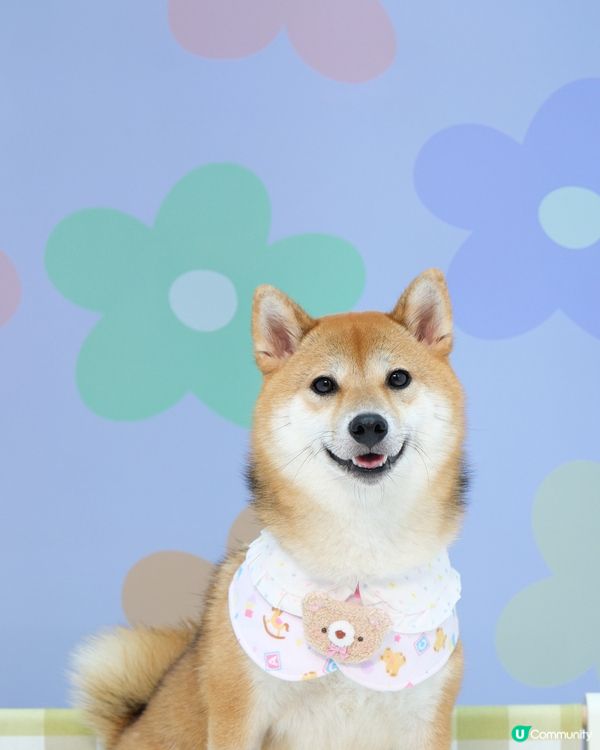 可愛小狗上線了🧸