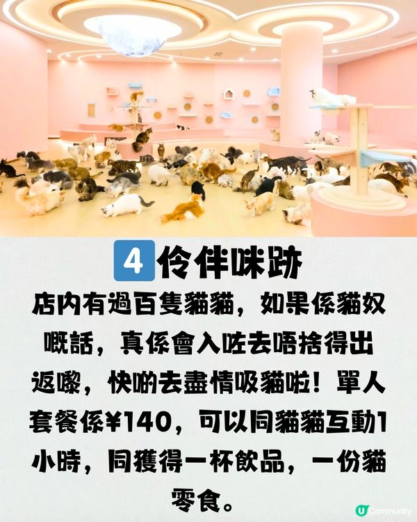 深圳療癒咖啡店☕️過百隻貓貓/柴犬/哈士奇🐶附交通教學🚗