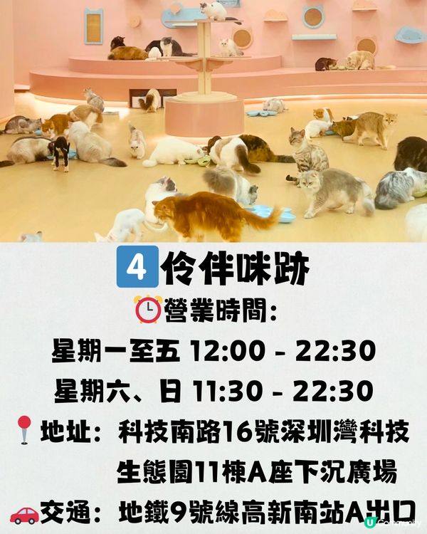 深圳療癒咖啡店☕️過百隻貓貓/柴犬/哈士奇🐶附交通教學🚗