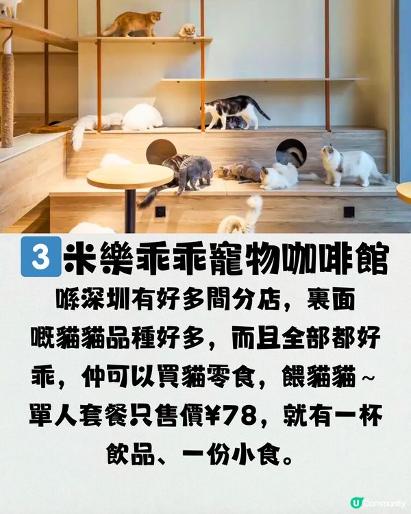 深圳療癒咖啡店☕️過百隻貓貓/柴犬/哈士奇🐶附交通教學🚗