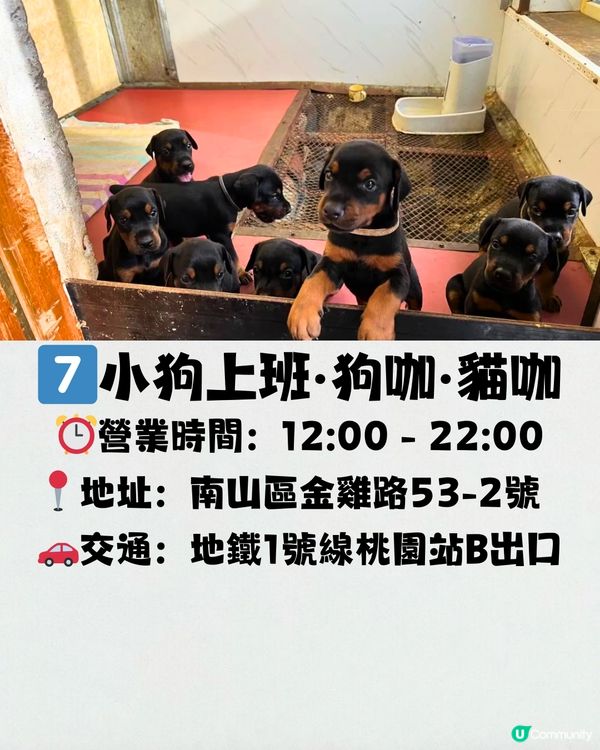 深圳療癒咖啡店☕️過百隻貓貓/柴犬/哈士奇🐶附交通教學🚗