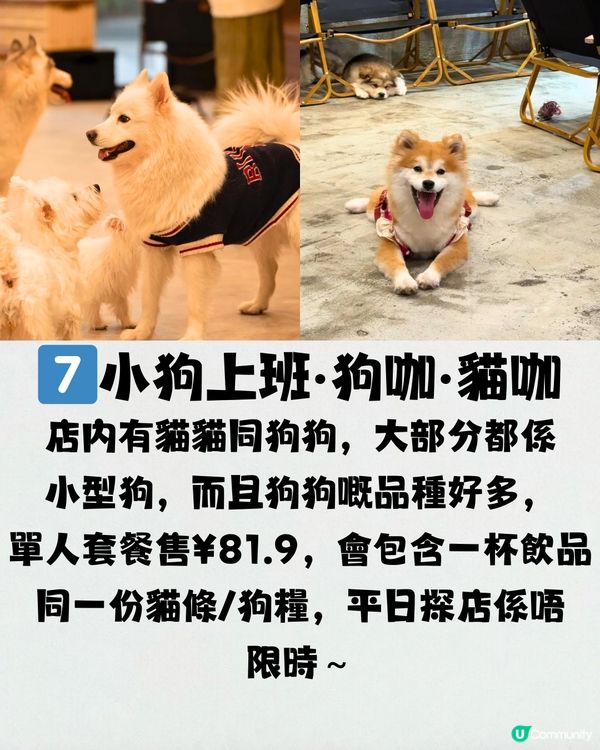 深圳療癒咖啡店☕️過百隻貓貓/柴犬/哈士奇🐶附交通教學🚗