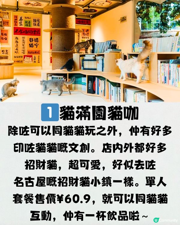 深圳療癒咖啡店☕️過百隻貓貓/柴犬/哈士奇🐶附交通教學🚗