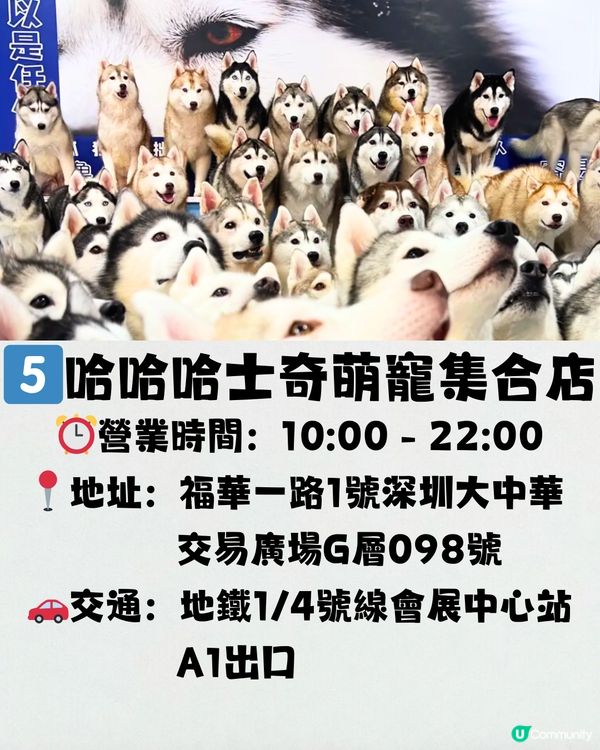 深圳療癒咖啡店☕️過百隻貓貓/柴犬/哈士奇🐶附交通教學🚗