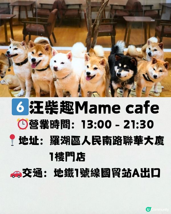 深圳療癒咖啡店☕️過百隻貓貓/柴犬/哈士奇🐶附交通教學🚗