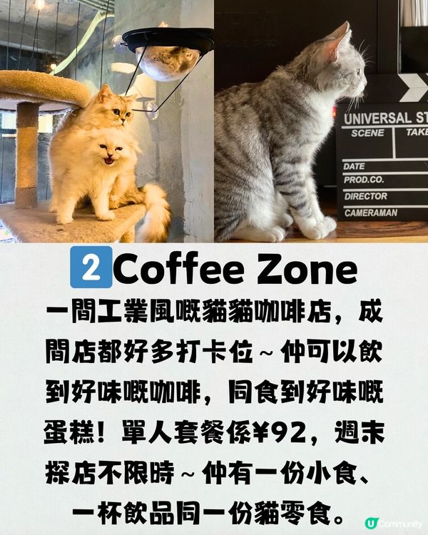 深圳療癒咖啡店☕️過百隻貓貓/柴犬/哈士奇🐶附交通教學🚗