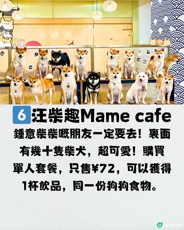 深圳療癒咖啡店☕️過百隻貓貓/柴犬/哈士奇🐶附交通教學🚗
