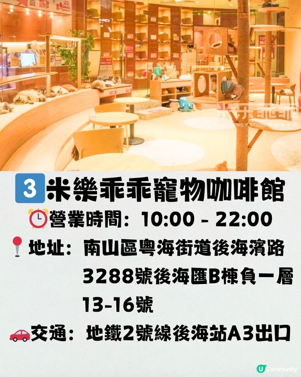 深圳療癒咖啡店☕️過百隻貓貓/柴犬/哈士奇🐶附交通教學🚗