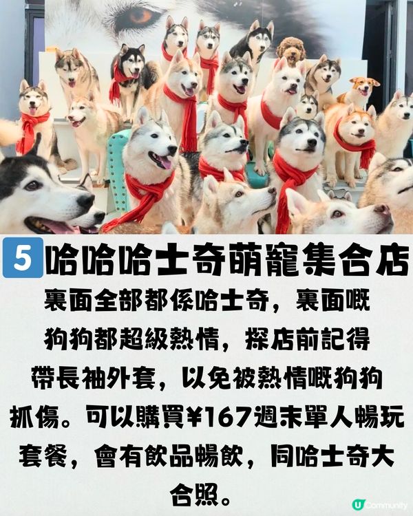 深圳療癒咖啡店☕️過百隻貓貓/柴犬/哈士奇🐶附交通教學🚗