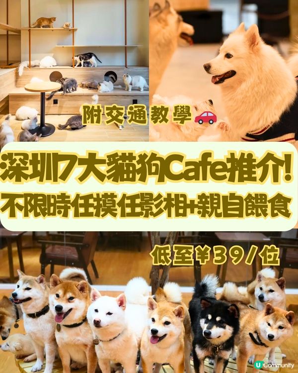 深圳療癒咖啡店☕️過百隻貓貓/柴犬/哈士奇🐶附交通教學🚗