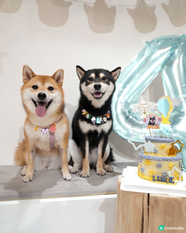 觀塘呢間party room 真係好適合夏天帶狗狗去玩