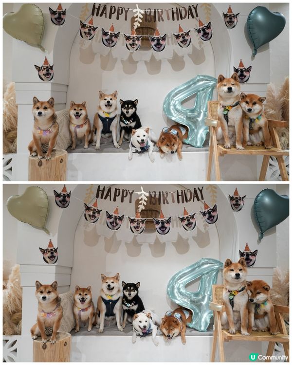 觀塘呢間party room 真係好適合夏天帶狗狗去玩