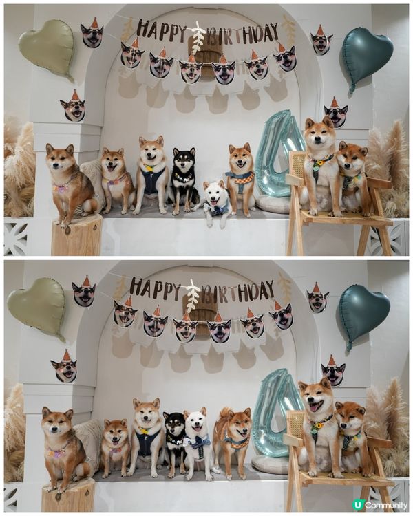 觀塘呢間party room 真係好適合夏天帶狗狗去玩