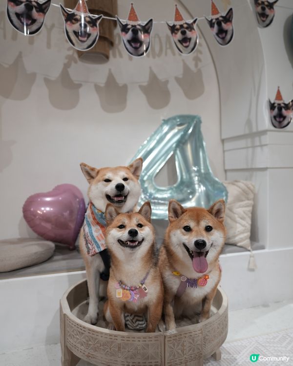 觀塘呢間party room 真係好適合夏天帶狗狗去玩