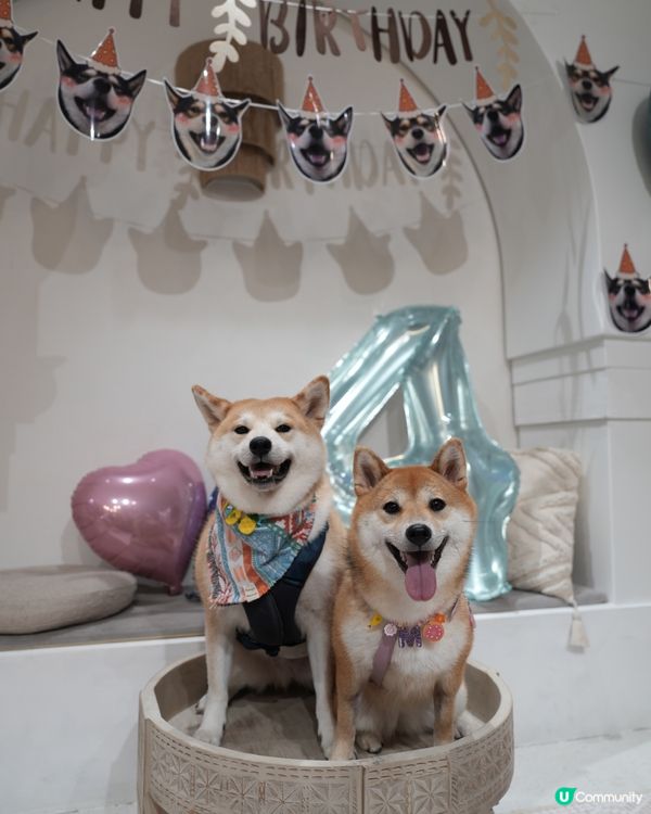 觀塘呢間party room 真係好適合夏天帶狗狗去玩