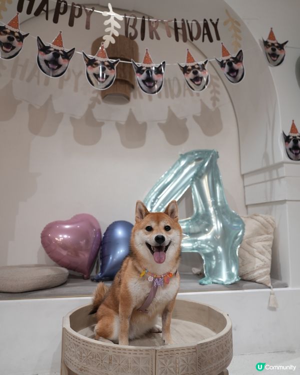 觀塘呢間party room 真係好適合夏天帶狗狗去玩