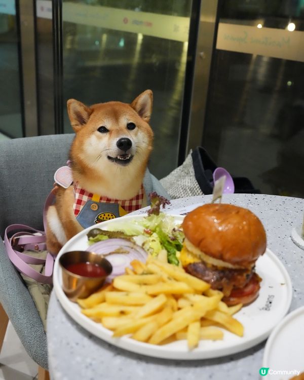 📣青衣終於有室內餐廳可以俾狗狗入🫘